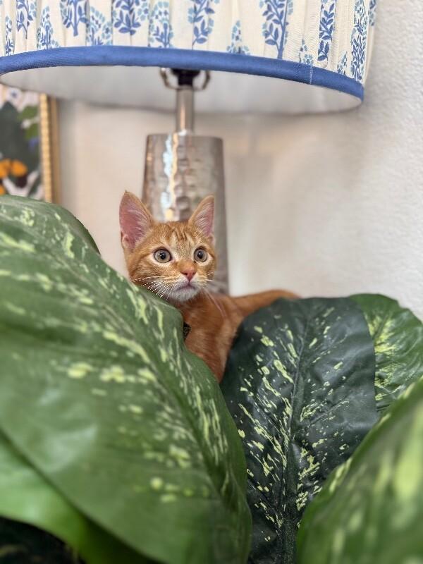 Groot Guardians — thumbnail 3