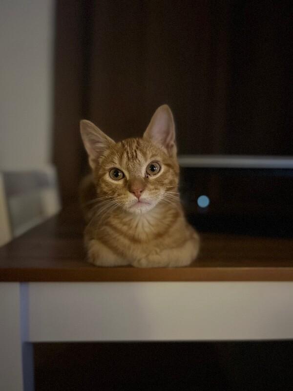 Groot Guardians — thumbnail 5