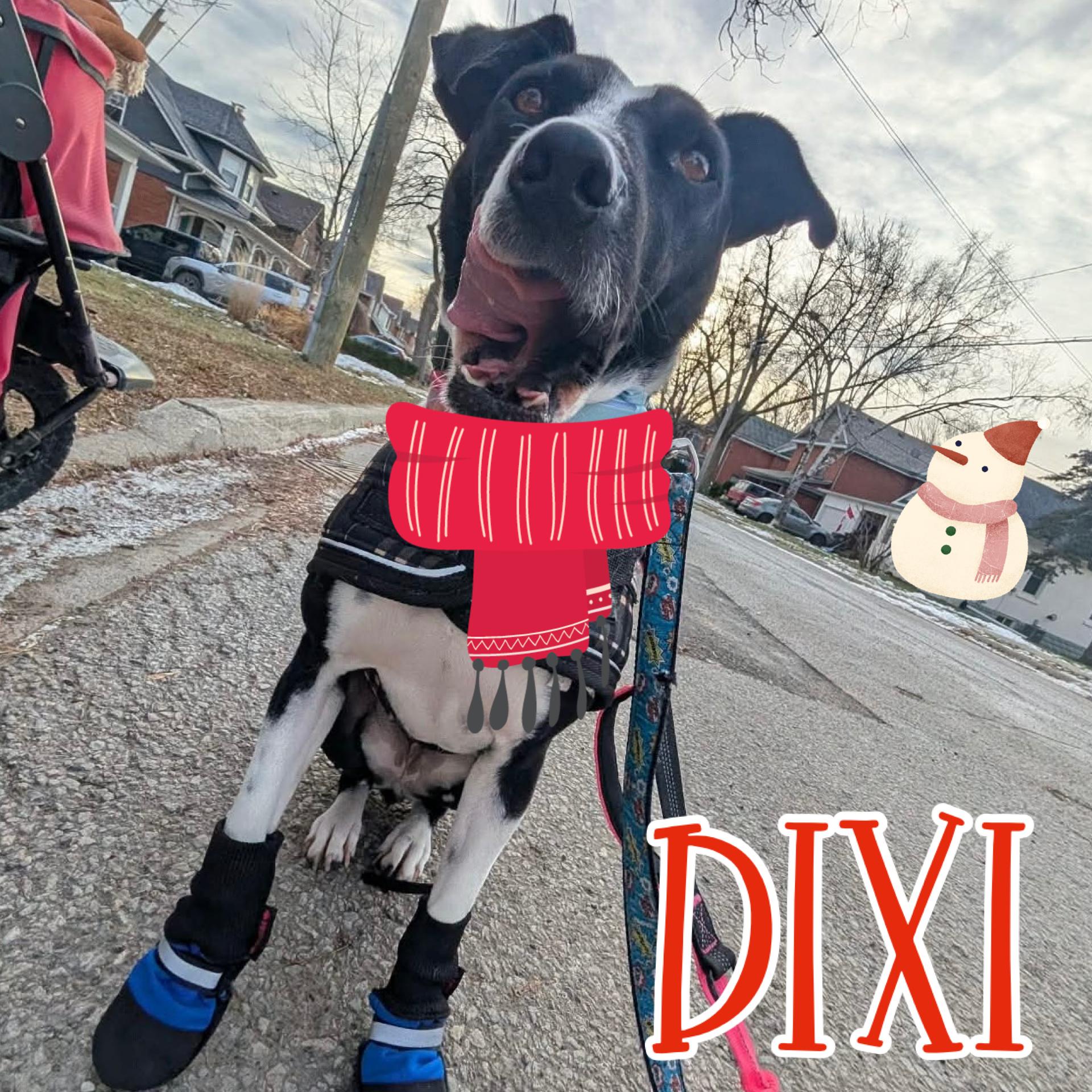 Enlarge Dixi, a Adoptable Mixed Breed in Stoney Creek, ON image 1/6