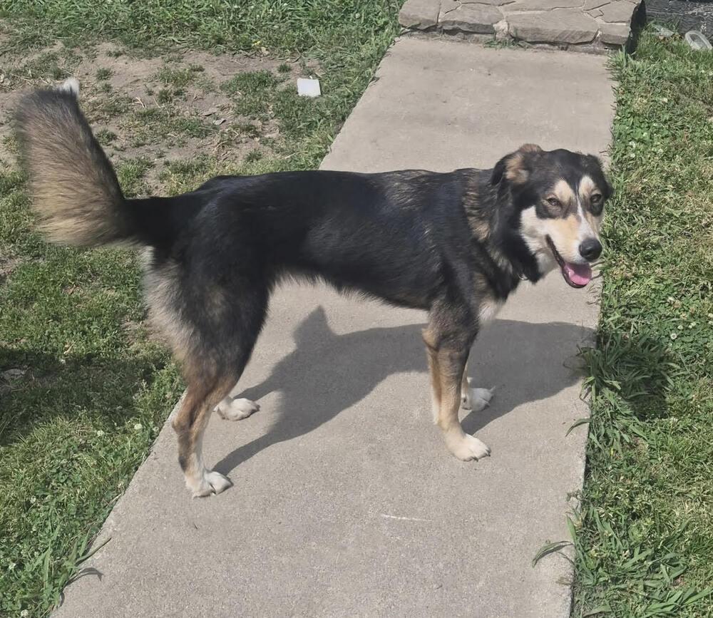 Enlarge Houdini, a Adoptable mixed breed in Chattanooga, TN image 1/2