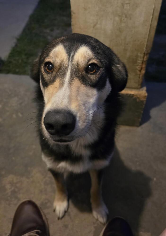 Enlarge Houdini, a Adoptable mixed breed in Chattanooga, TN image 2/2