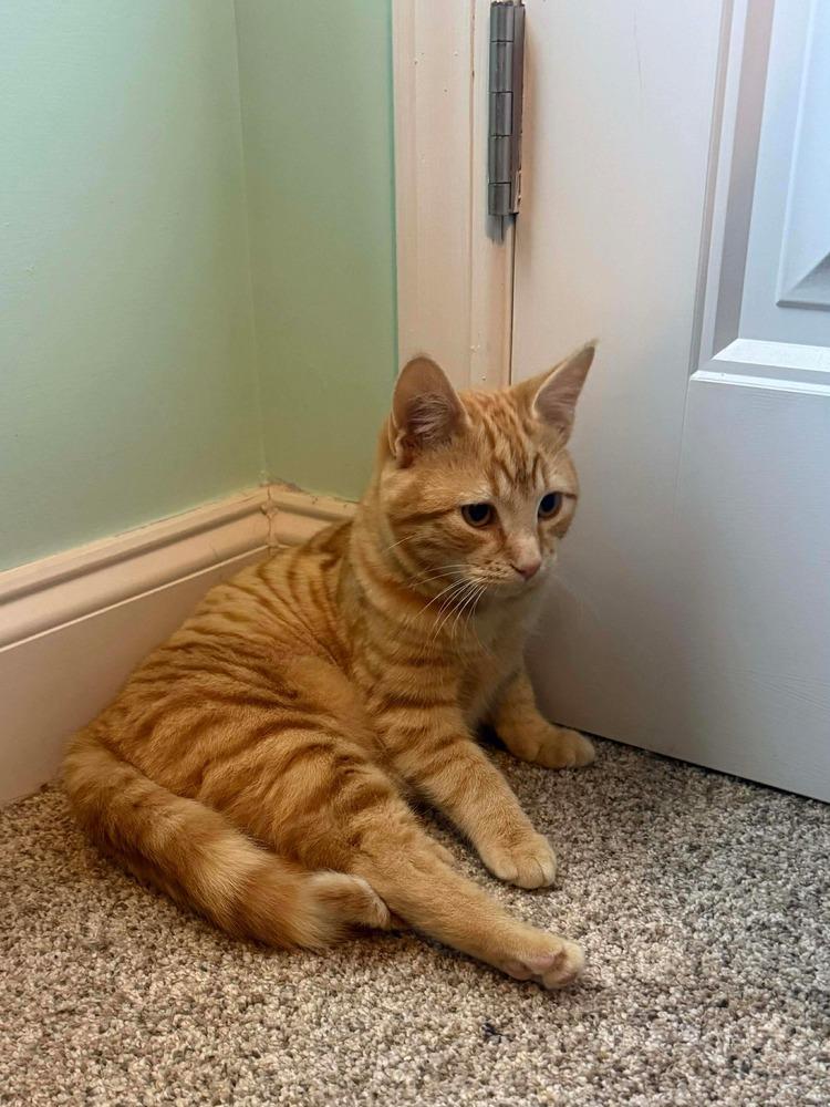 Enlarge Phoenix, a Adoptable mixed breed in WARNER ROBINS, GA image 2/4