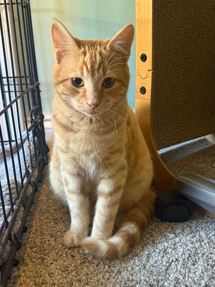 Enlarge Phoenix, a Adoptable mixed breed in WARNER ROBINS, GA image 3/4