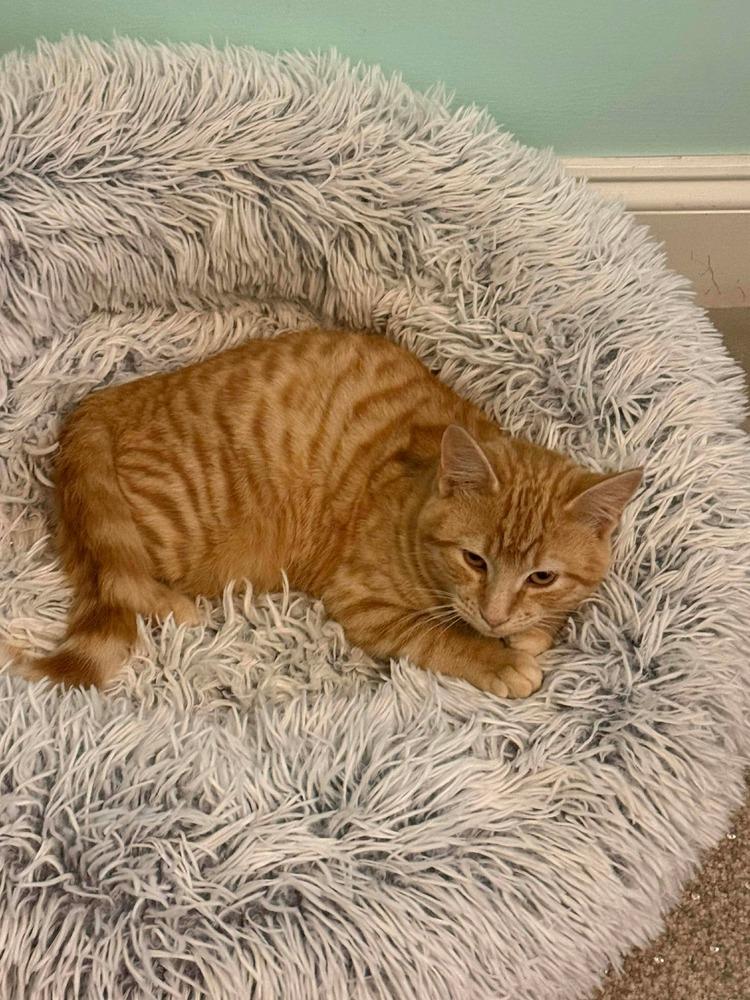 Enlarge Phoenix, a Adoptable mixed breed in WARNER ROBINS, GA image 4/4