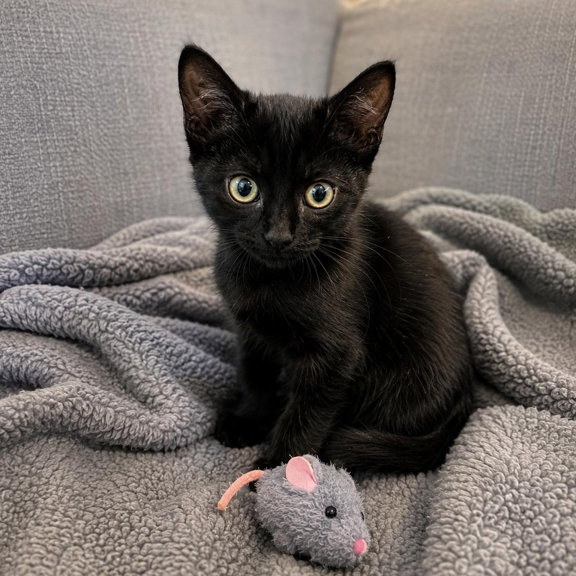 Fern, ADOPTABLE, Kitten Female Domestic Short Hair.