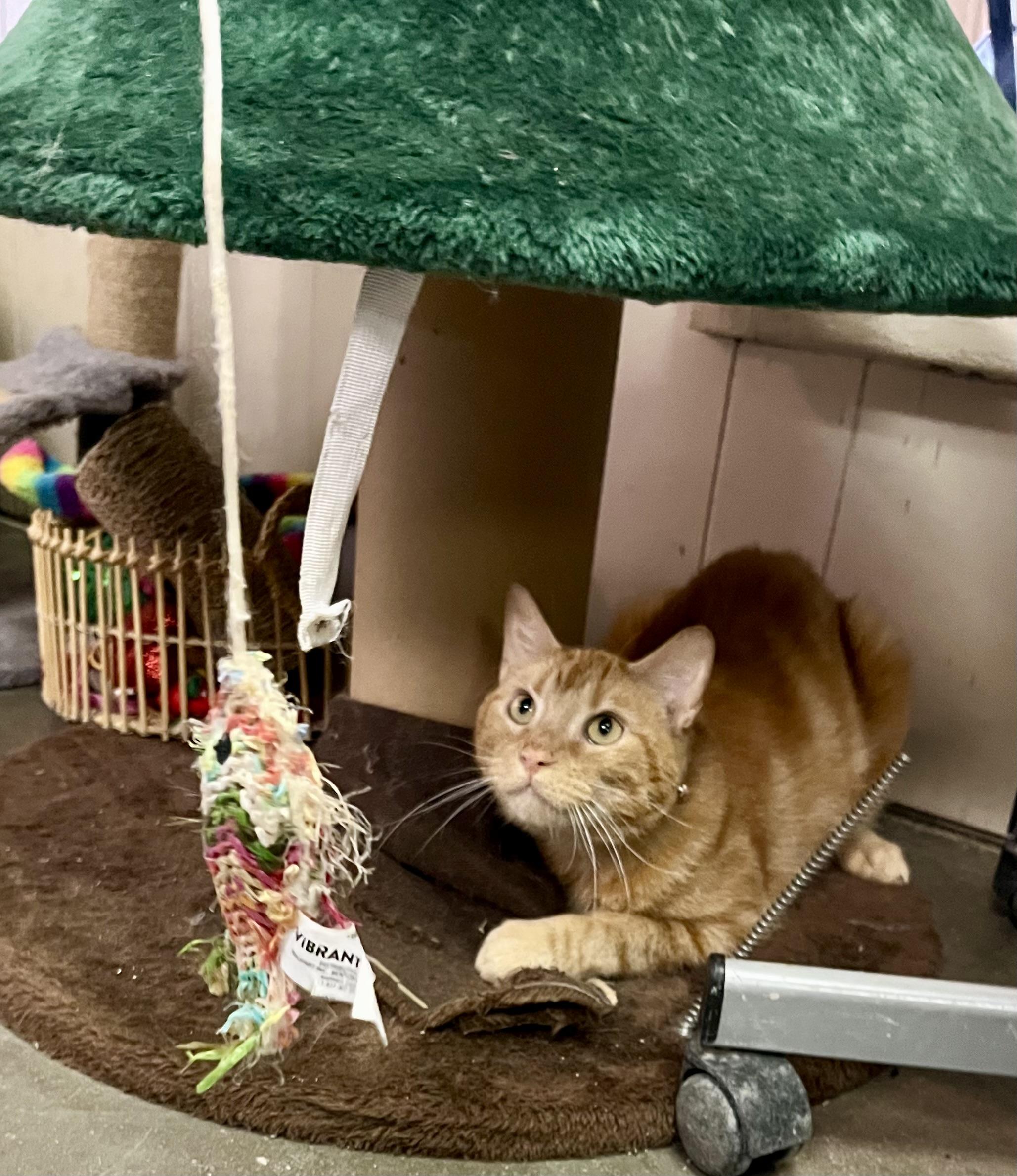 Enlarge Garfield, a ADOPTABLE Tabby in Leavenworth, KS image 2/2