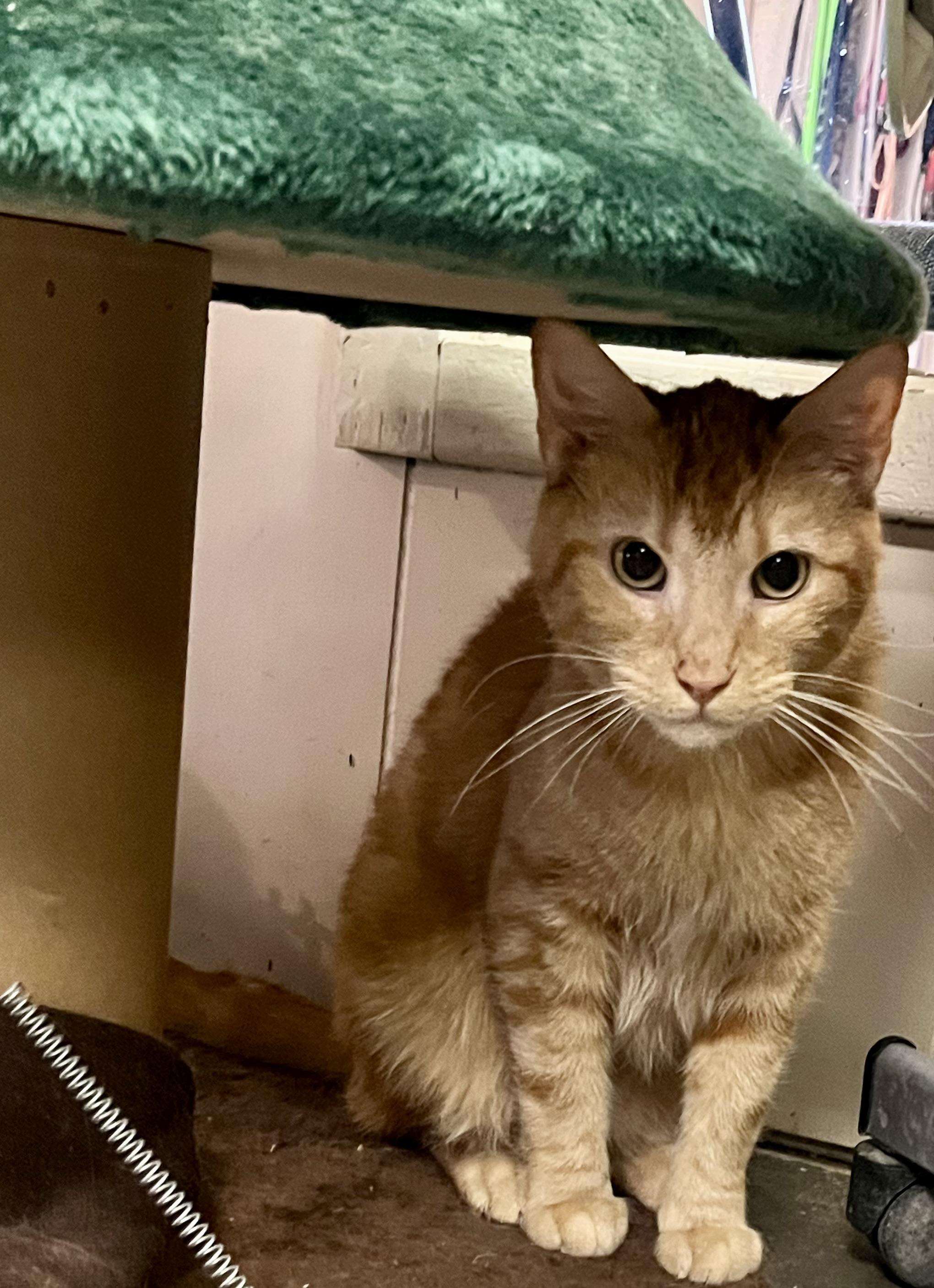 Garfield, ADOPTABLE, Adult Male Tabby.