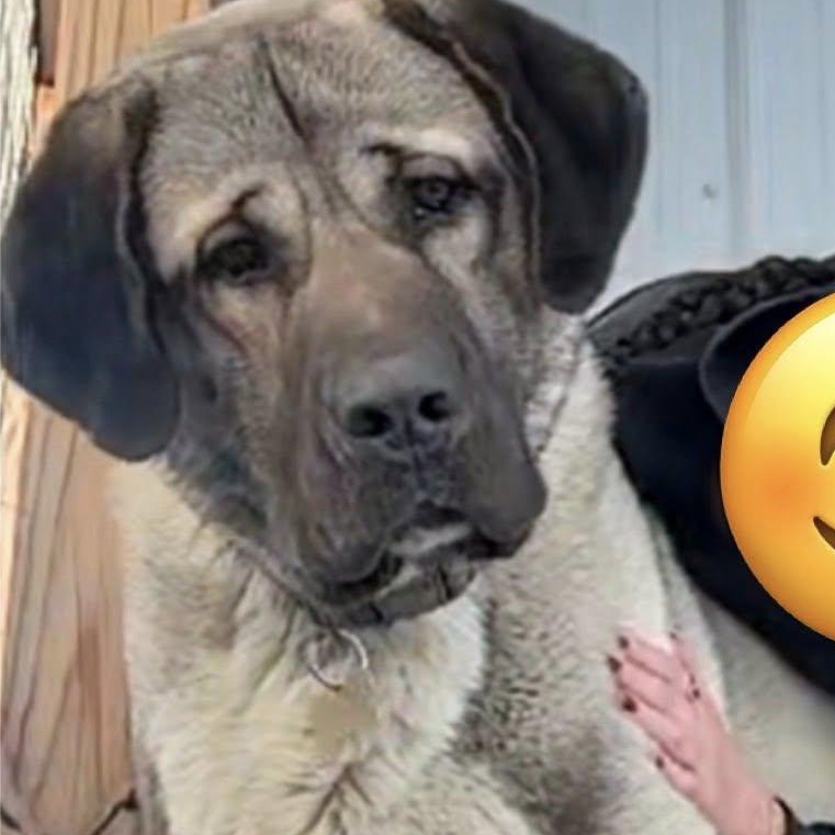 EFFENDI- TROY NH, a ADOPTABLE Turkish Kangal in Alvin, TX image 2/4