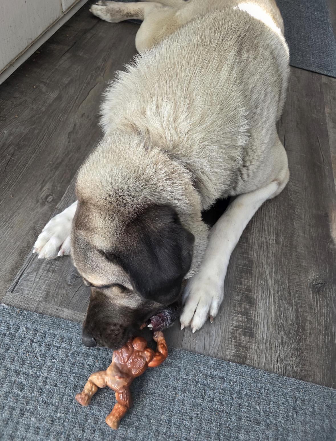 EFFENDI- TROY NH, a ADOPTABLE Turkish Kangal in Alvin, TX image 4/4