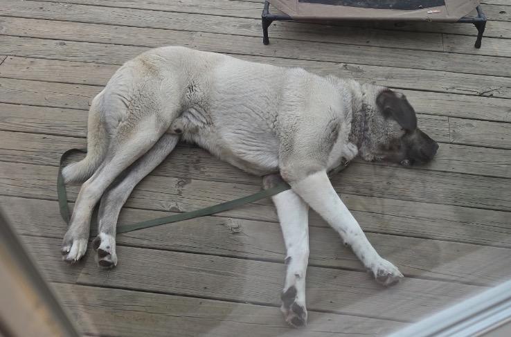 EFFENDI- TROY NH, a ADOPTABLE Turkish Kangal in Alvin, TX image 3/4
