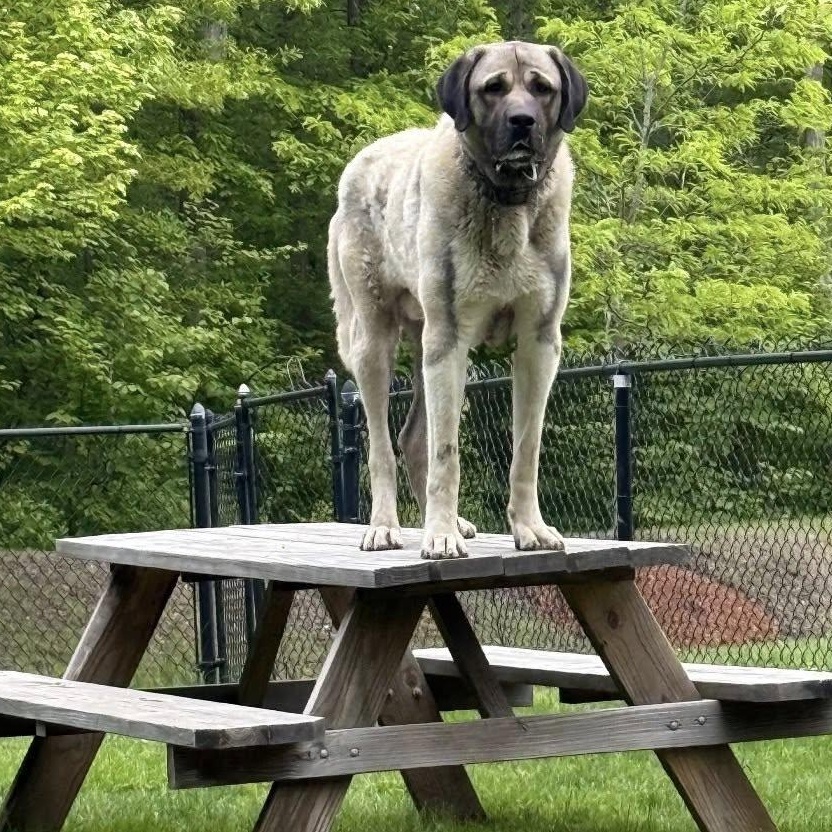 EFFENDI- TROY NH, ADOPTABLE, Young Male Turkish Kangal.