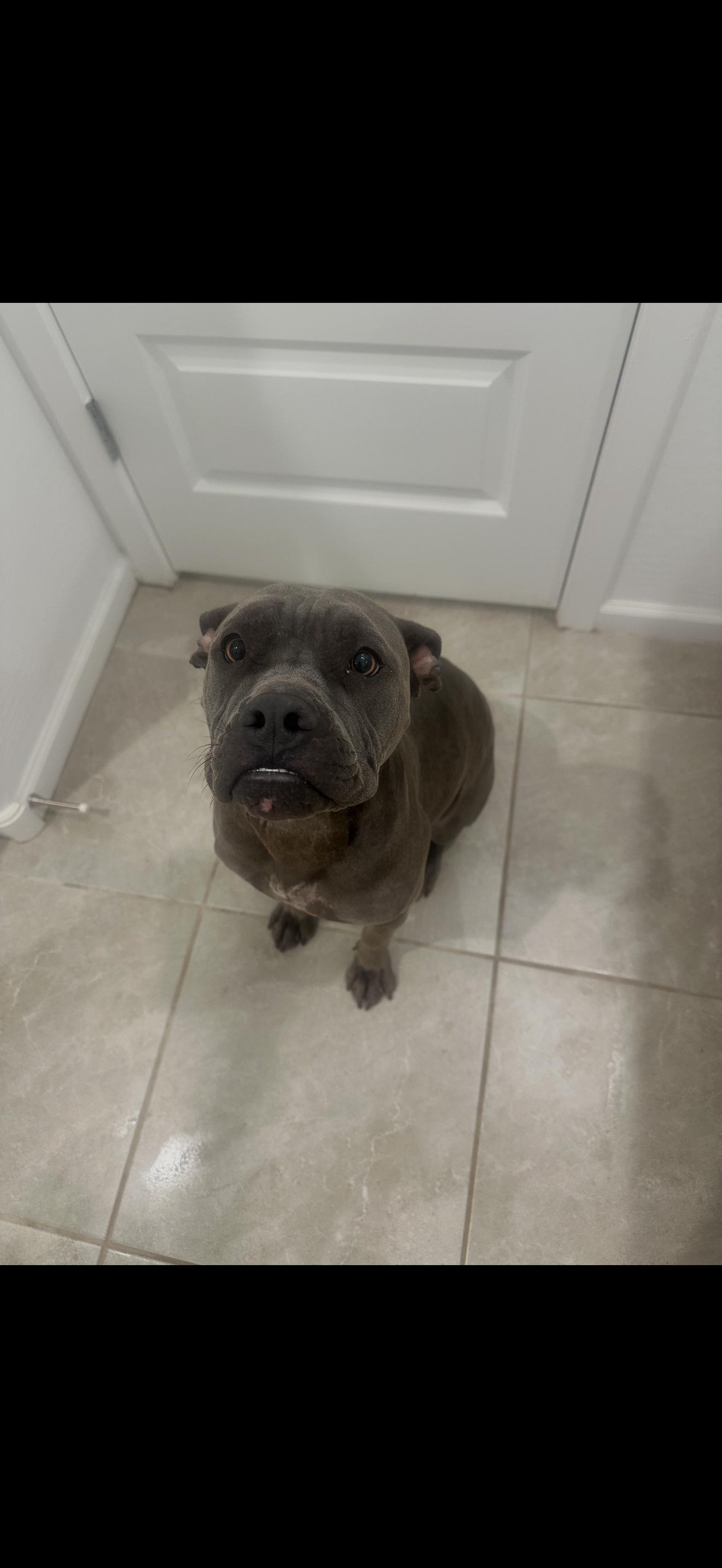 Enlarge Draco, a Adoptable mixed breed in Queen Creek, AZ image 1/3