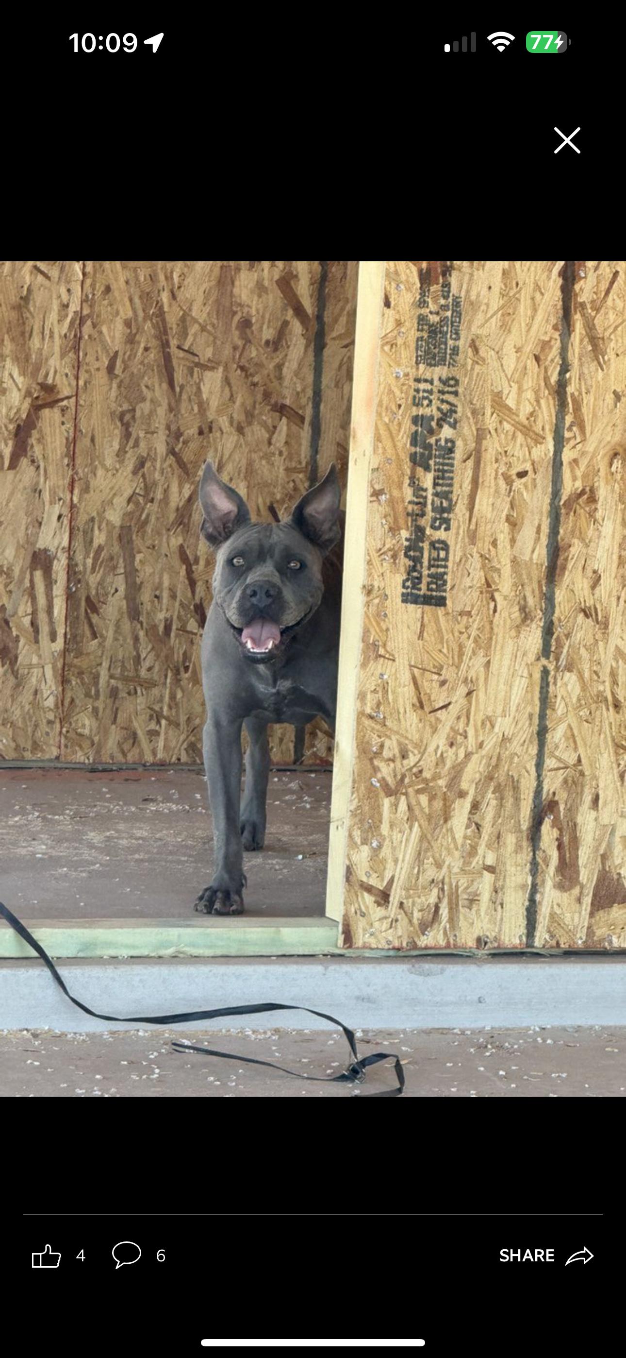 Enlarge Draco, a Adoptable mixed breed in Queen Creek, AZ image 2/3