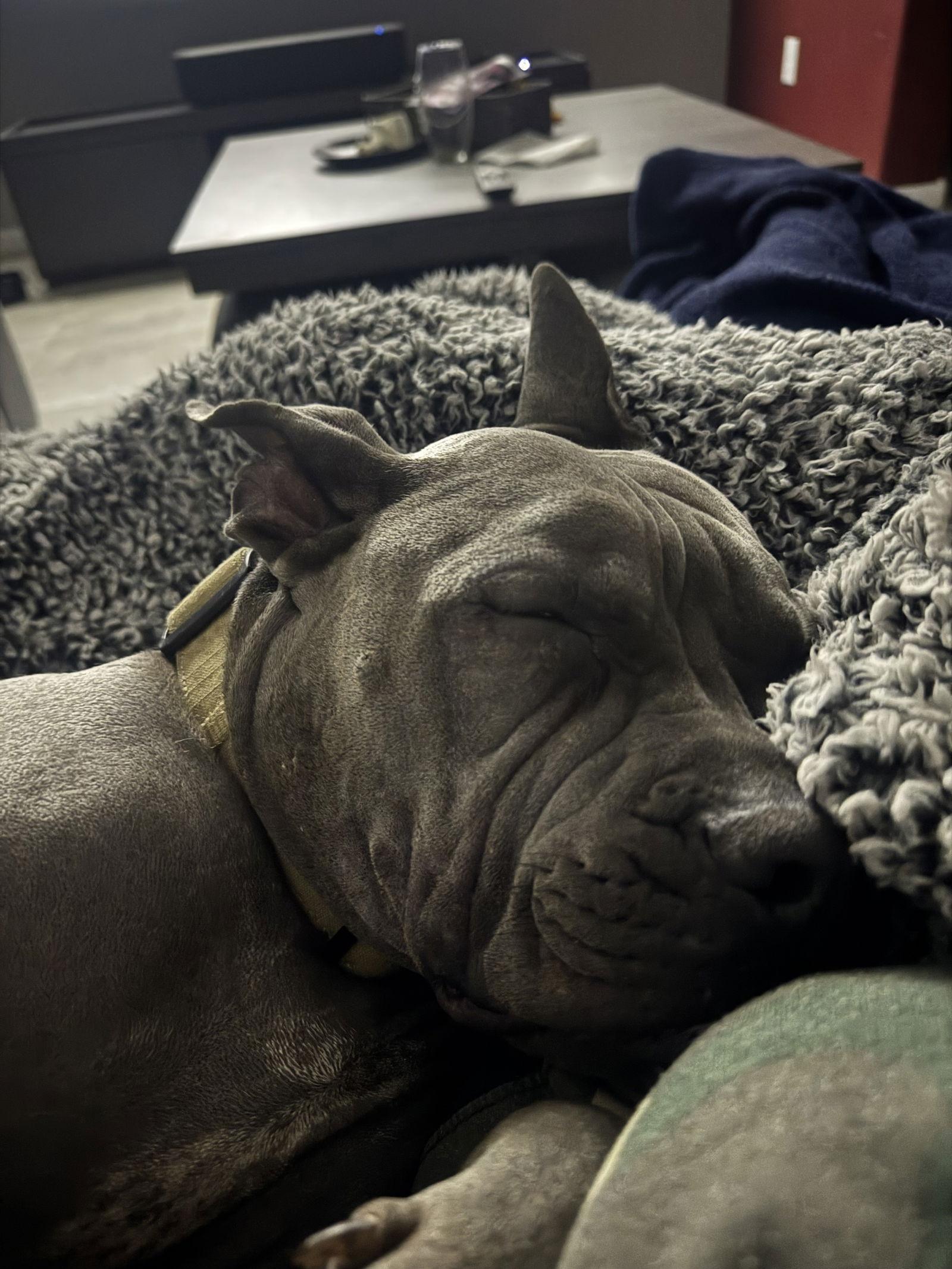 Enlarge Draco, a Adoptable mixed breed in Queen Creek, AZ image 3/3