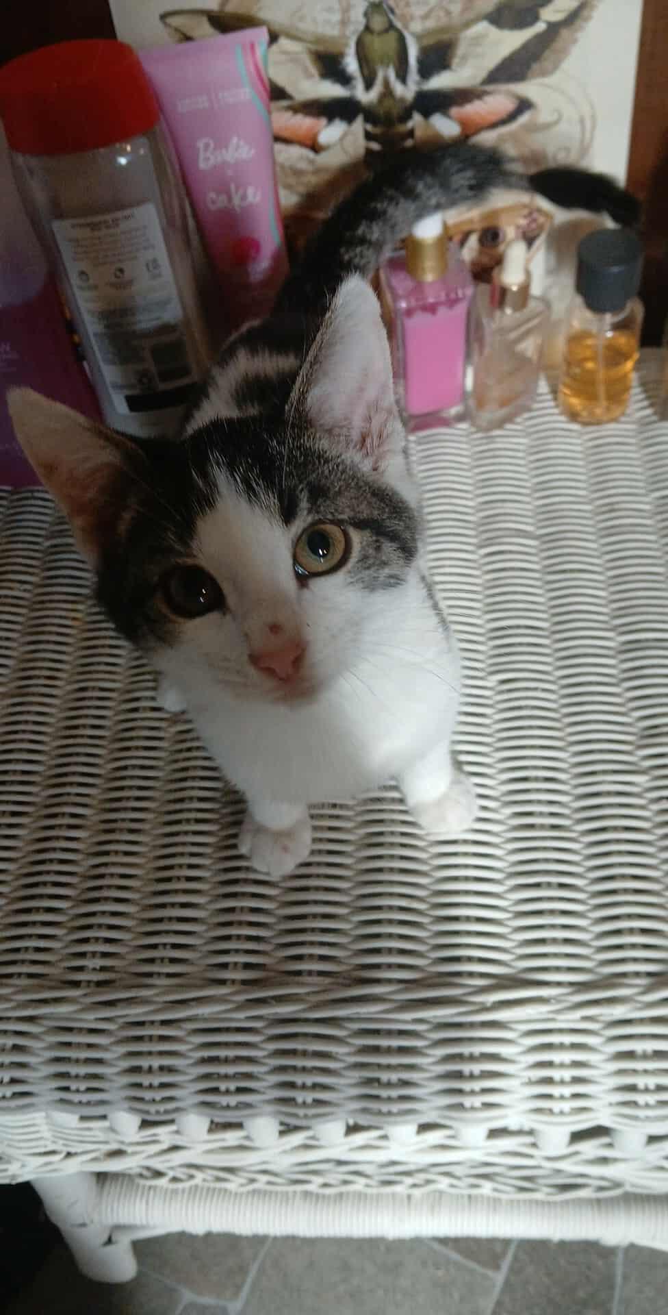 Enlarge Cream Cheese, a Adoptable Domestic Short Hair in Clymer, PA image 3/6