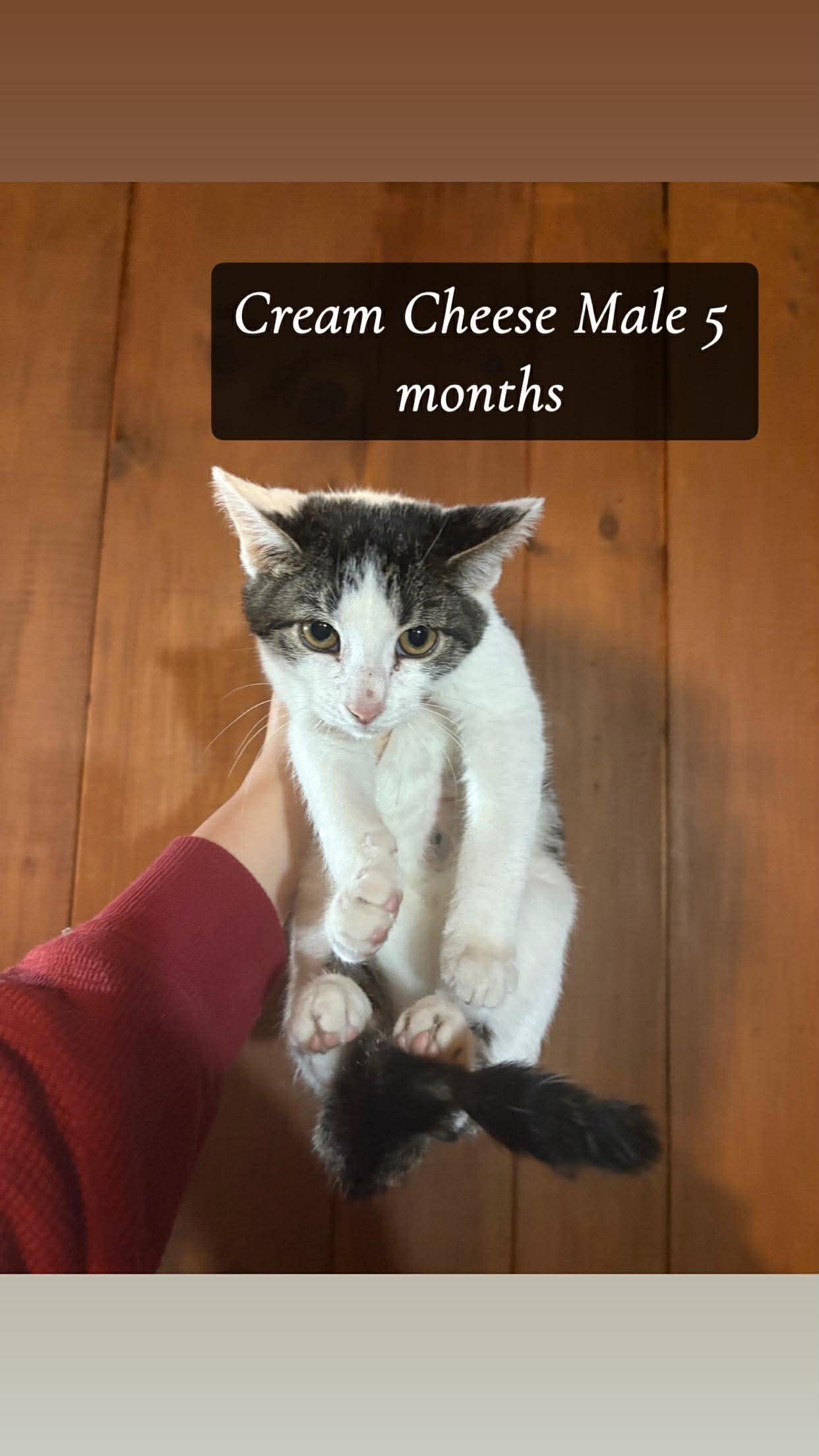 Enlarge Cream Cheese, a Adoptable Domestic Short Hair in Clymer, PA image 5/6