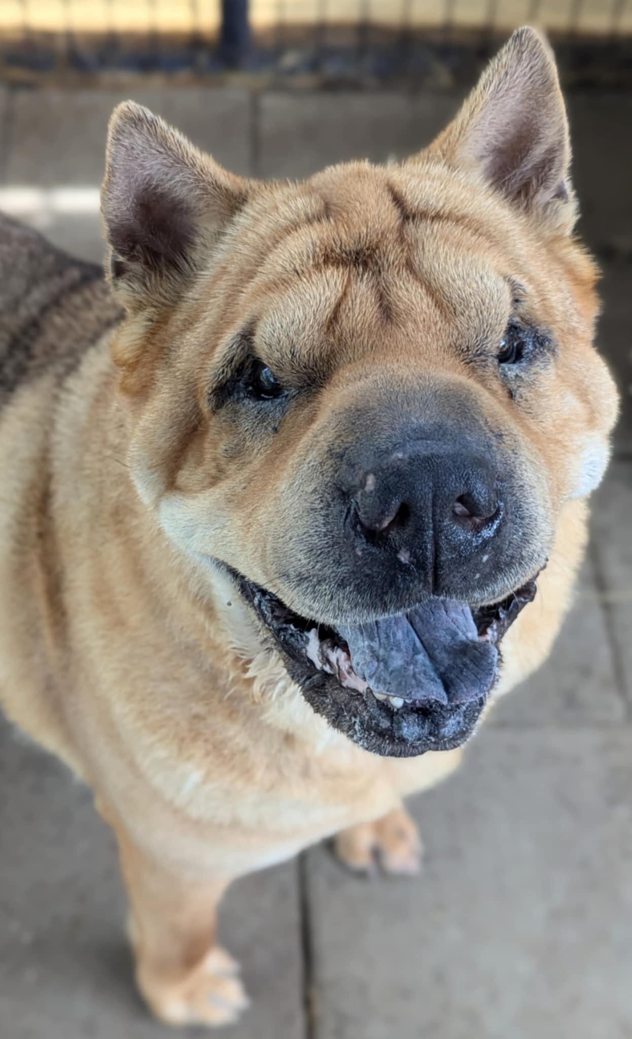 Gotti, a Adoptable Shar-Pei in Cameron, NC image 2/4