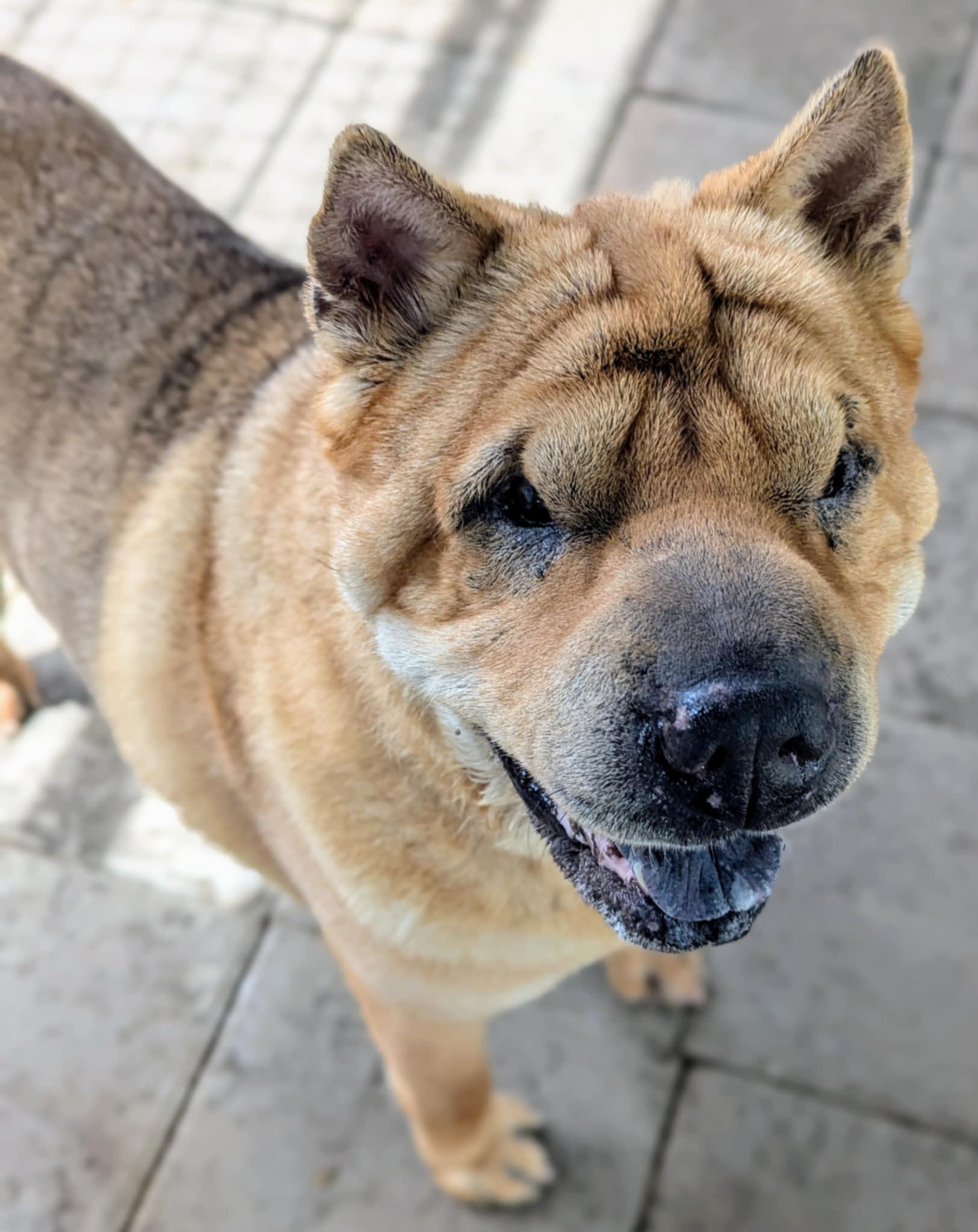 Gotti, a Adoptable Shar-Pei in Cameron, NC image 3/4