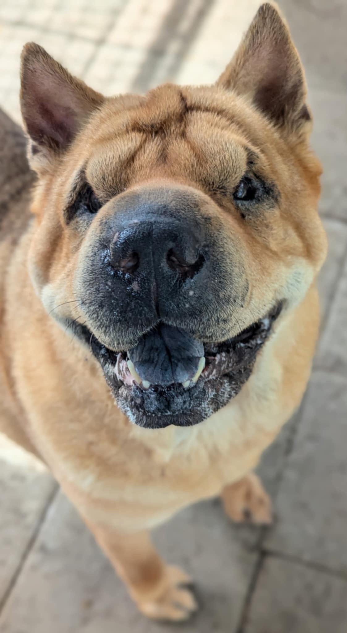 Gotti, a Adoptable Shar-Pei in Cameron, NC image 1/4
