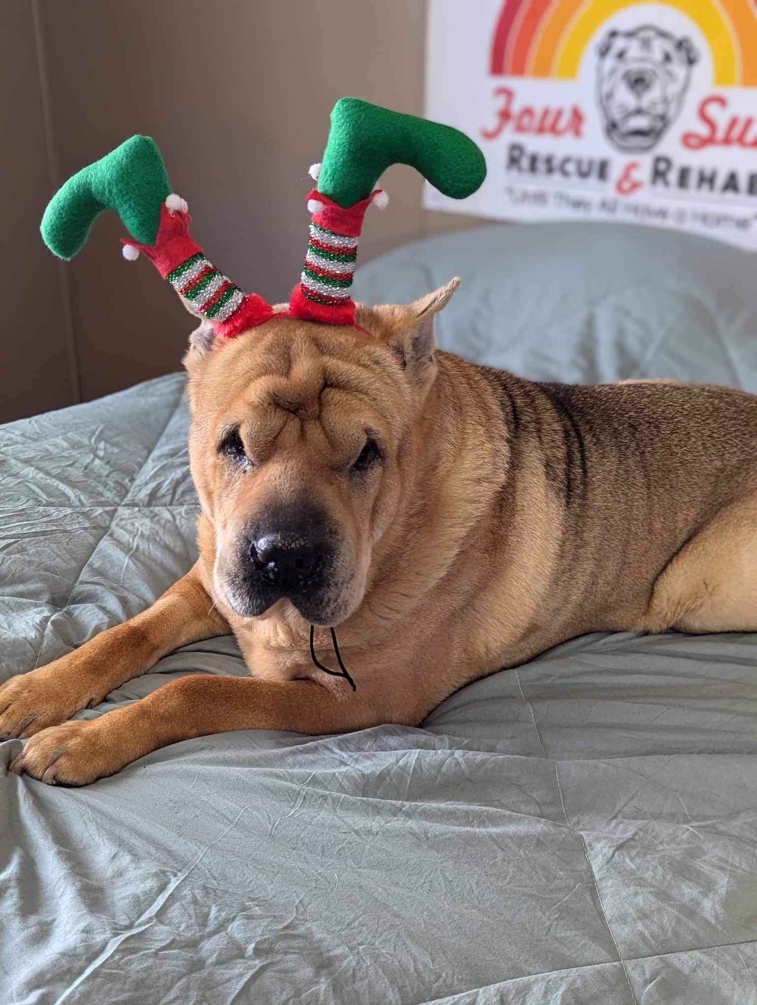 Gotti, a Adoptable Shar-Pei in Cameron, NC image 4/4