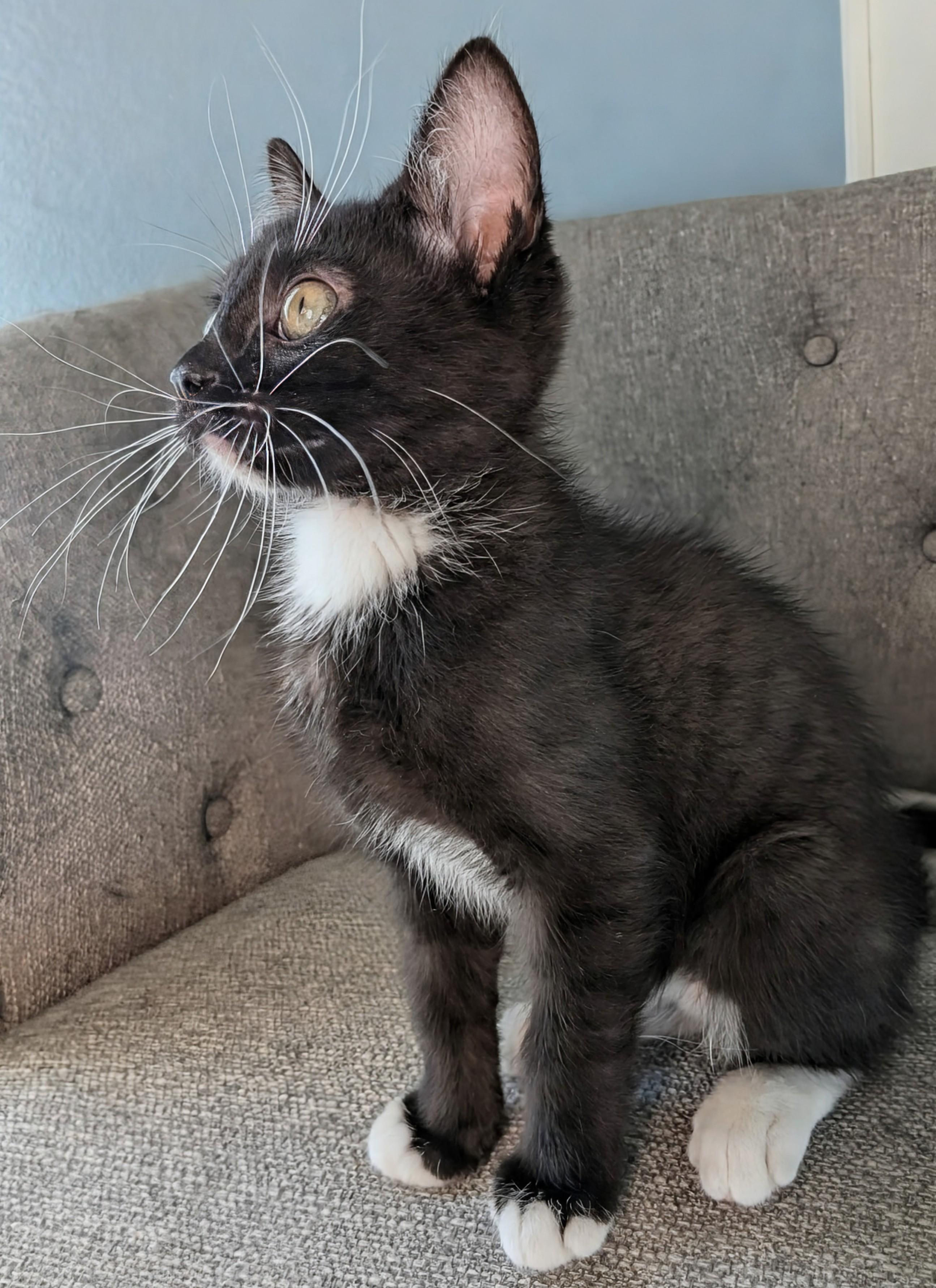 Enlarge Neal Haseman, an adopted Domestic Short Hair in Denver, CO image 3/6