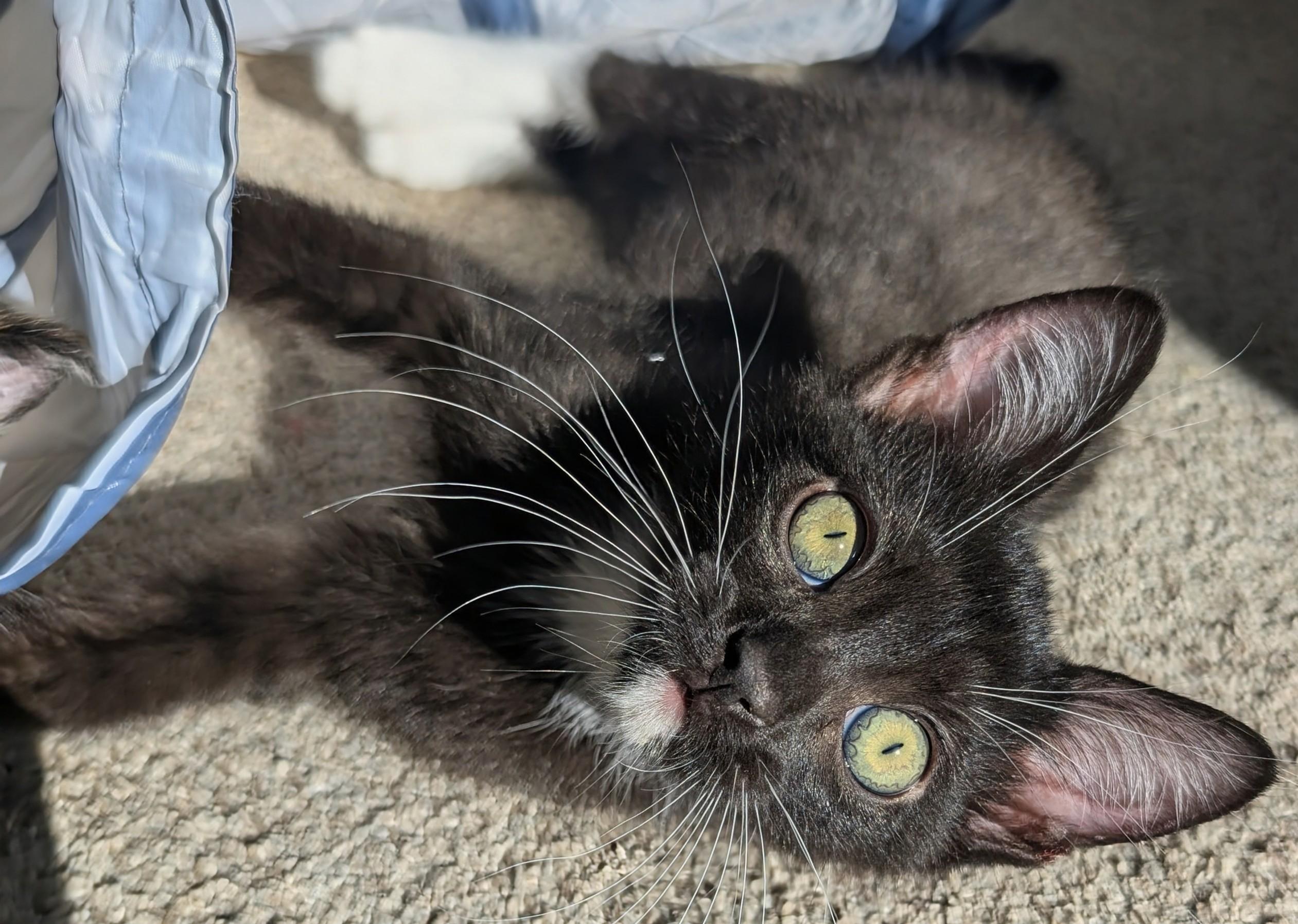 Enlarge Neal Haseman, an adopted Domestic Short Hair in Denver, CO image 5/6