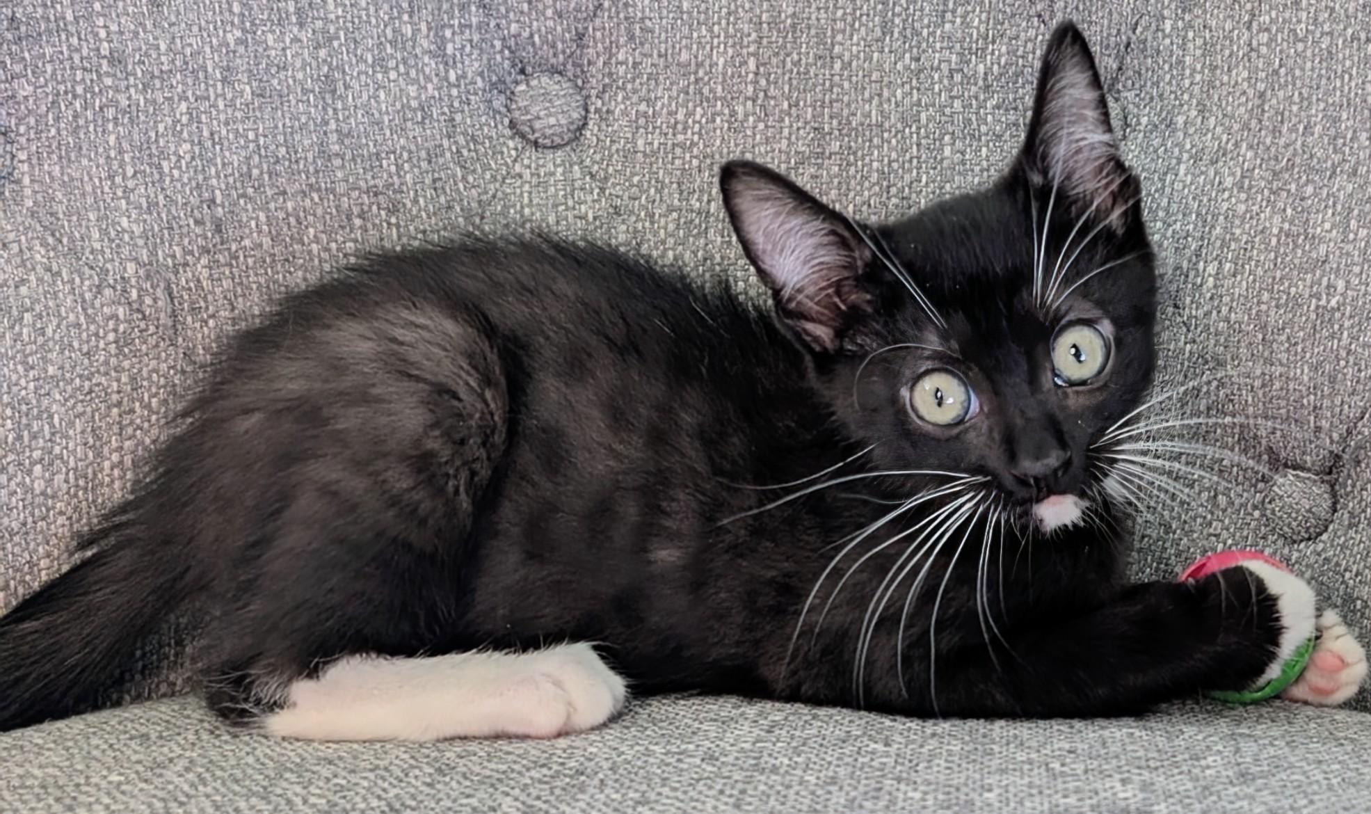 Enlarge Neal Haseman, an adopted Domestic Short Hair in Denver, CO image 2/6