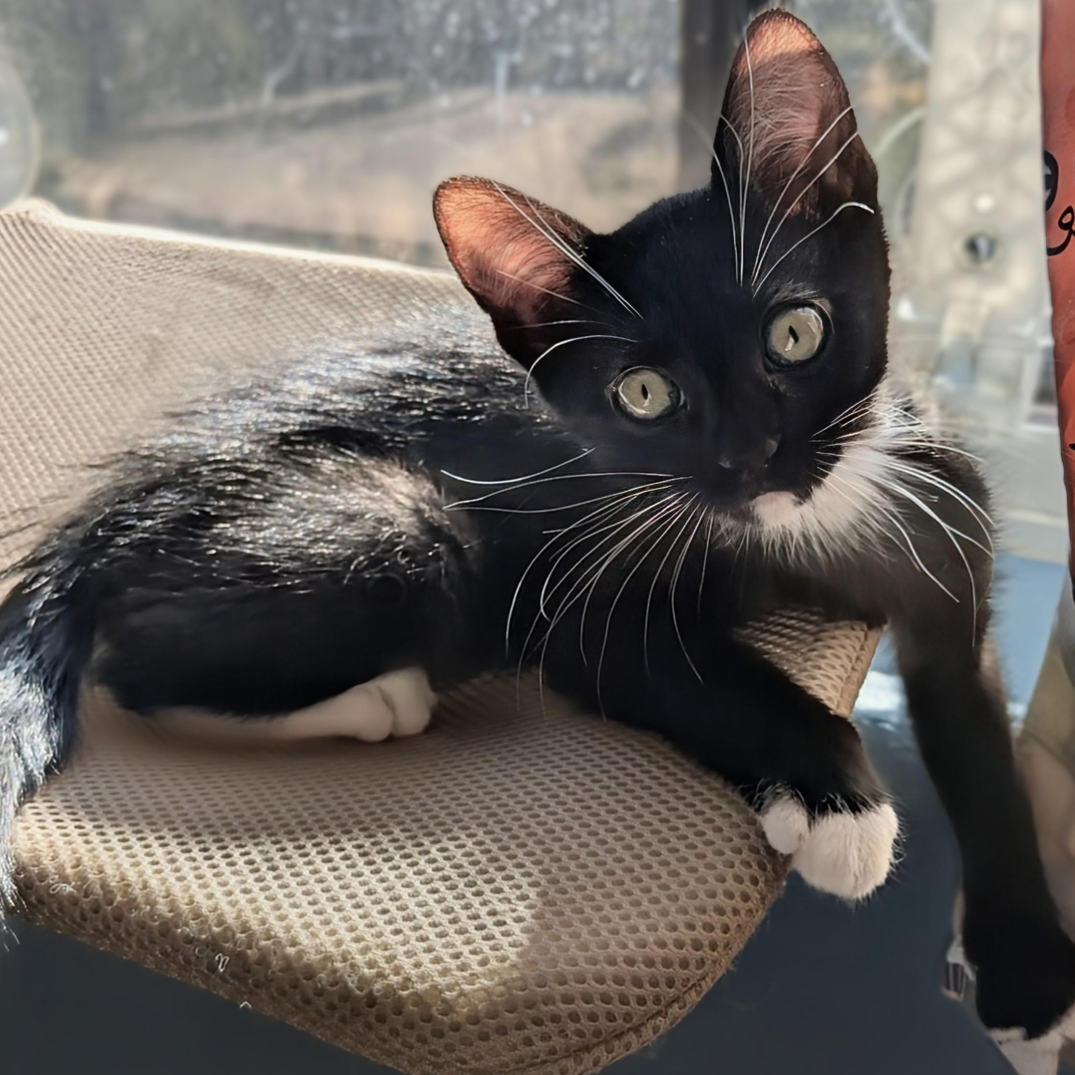 Enlarge Neal Haseman, an adopted Domestic Short Hair in Denver, CO image 1/6