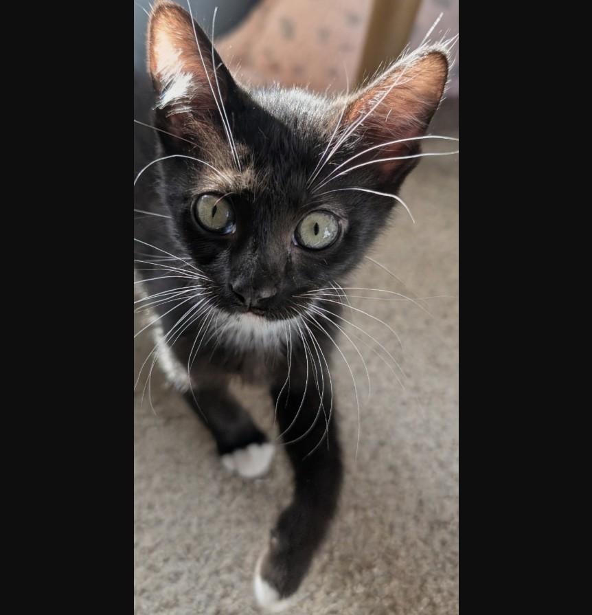 Enlarge Neal Haseman, an adopted Domestic Short Hair in Denver, CO image 6/6