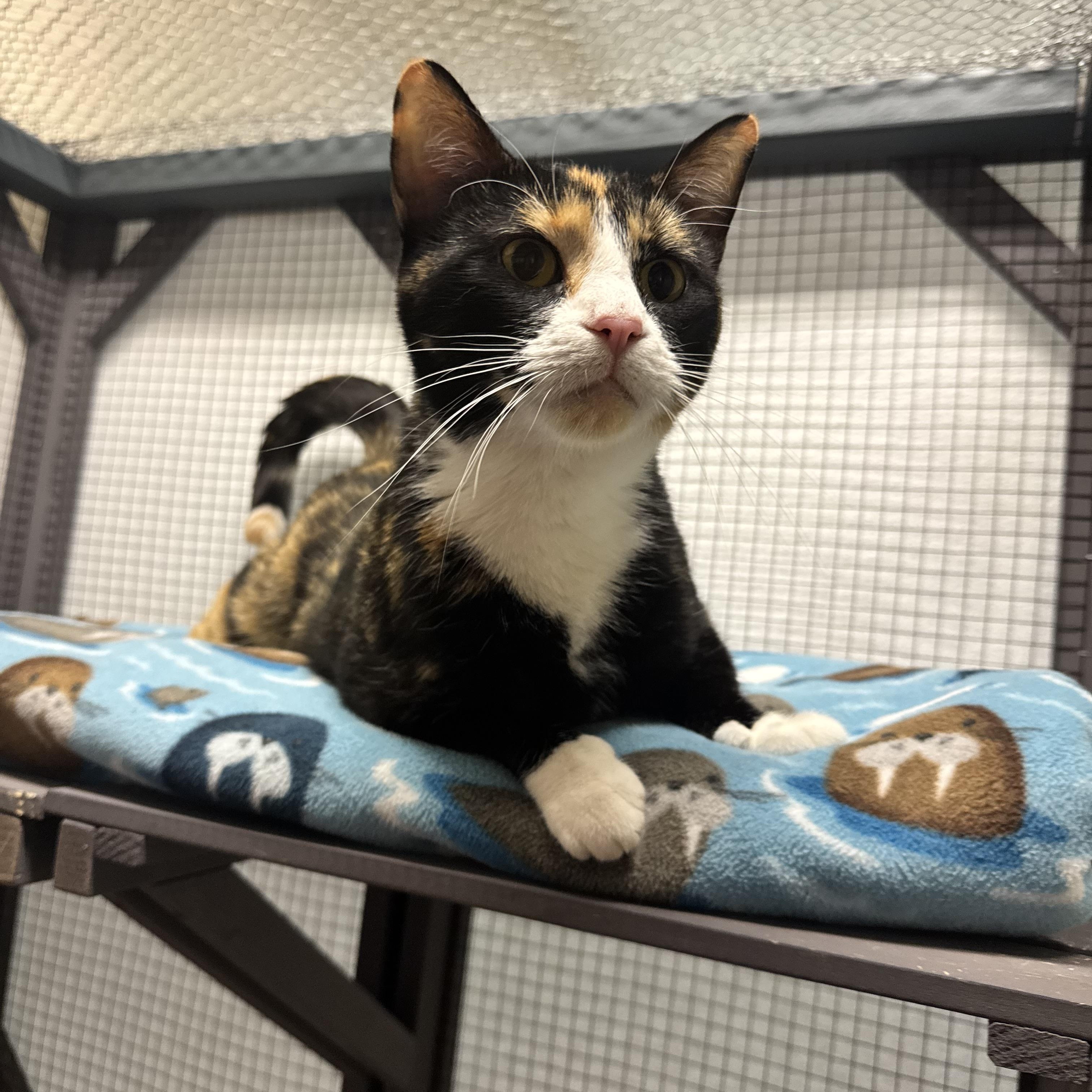 Ember, an adoptable Domestic Short Hair in Dodgeville, WI image 4/5