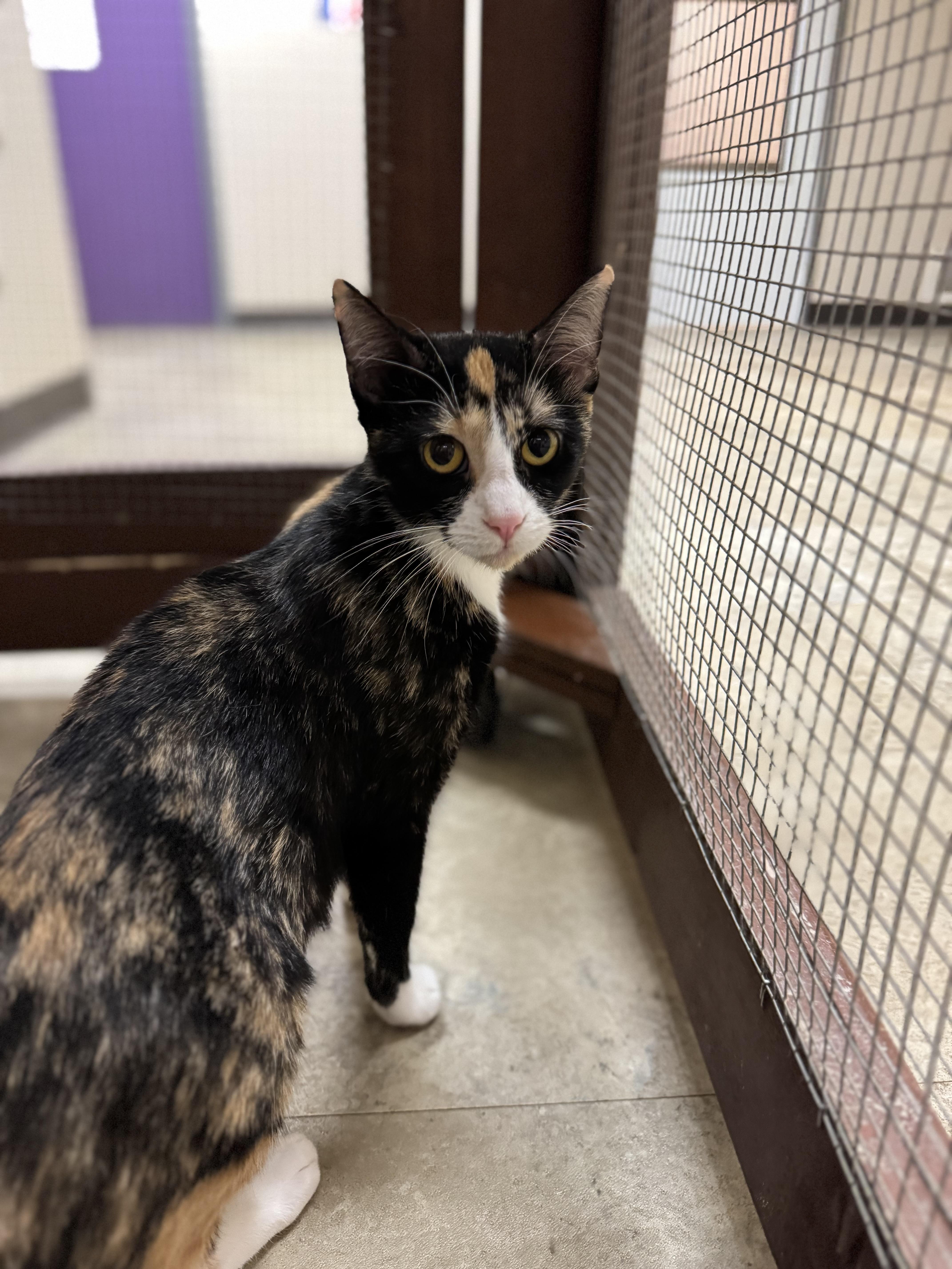 Ember, an adoptable Domestic Short Hair in Dodgeville, WI image 1/5