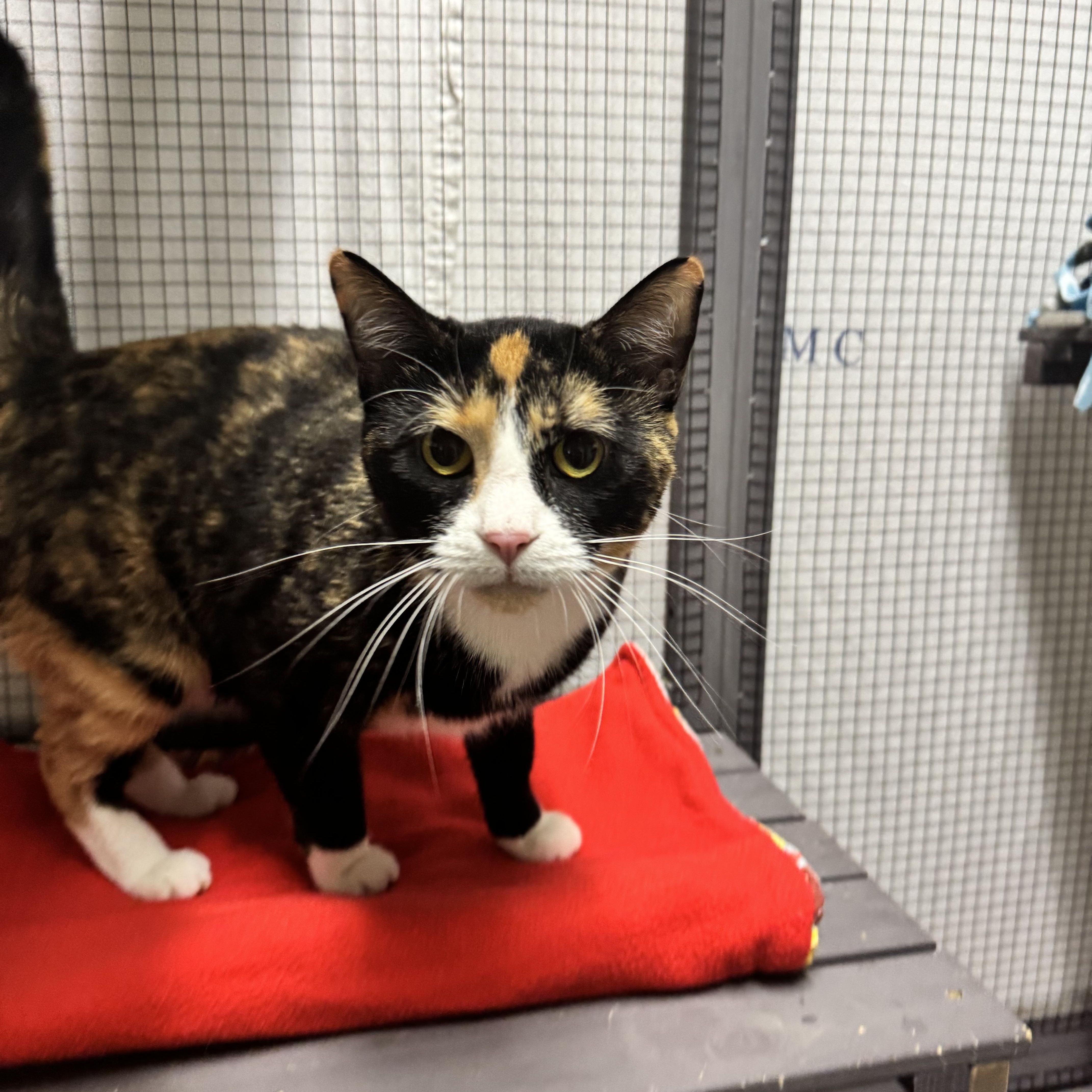 Ember, an adoptable Domestic Short Hair in Dodgeville, WI image 5/5