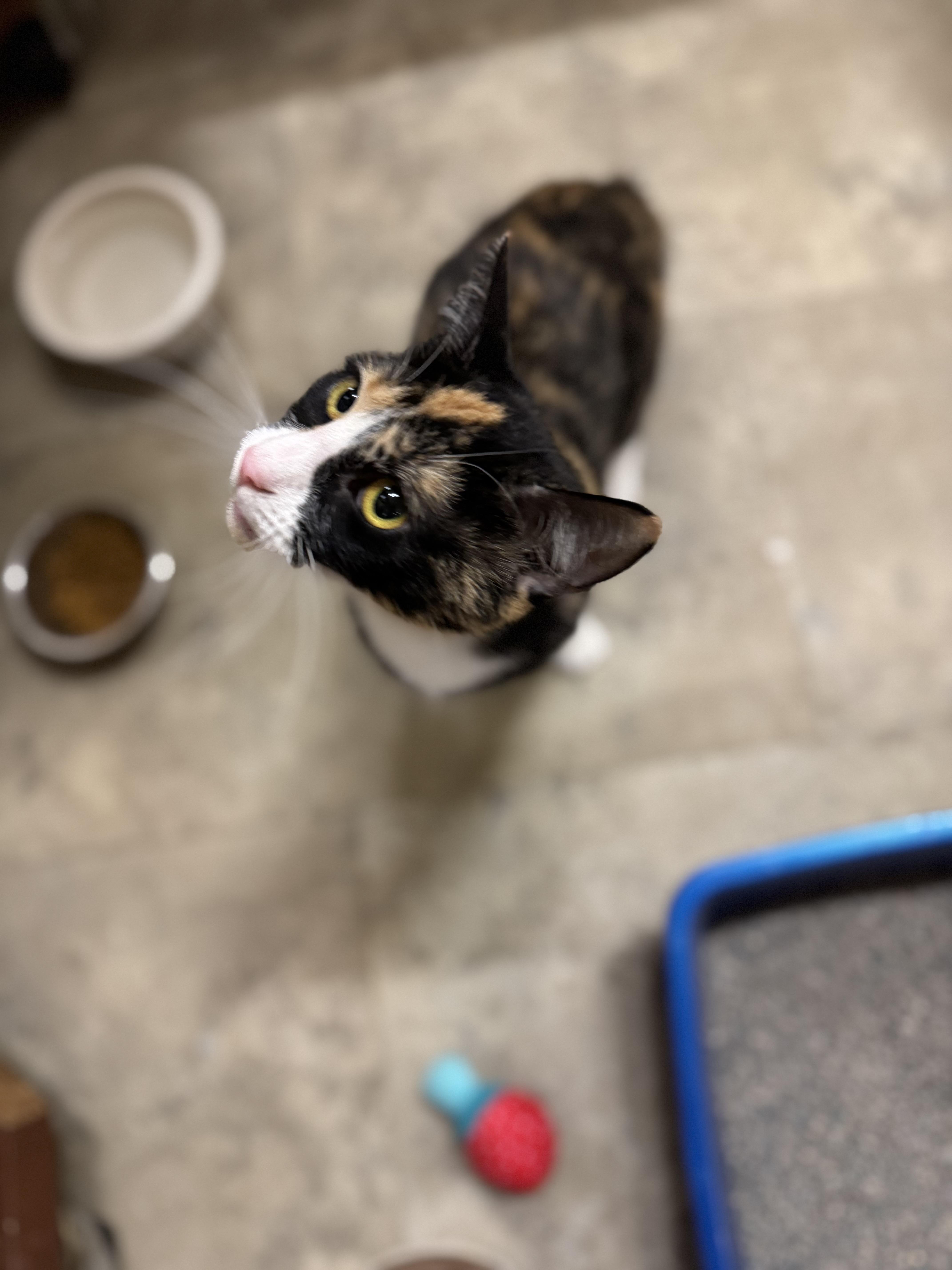 Ember, an adoptable Domestic Short Hair in Dodgeville, WI image 2/5
