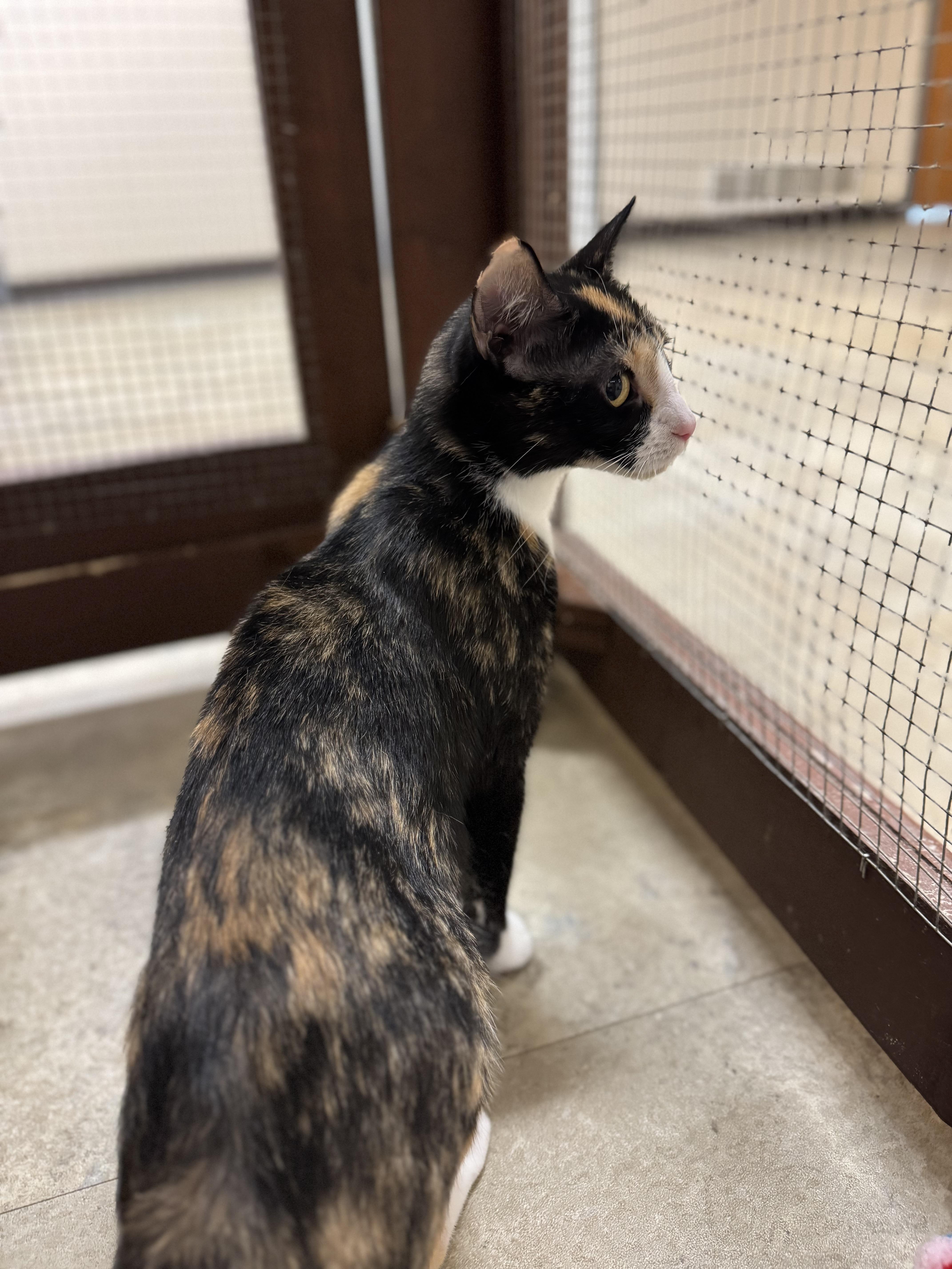 Ember, an adoptable Domestic Short Hair in Dodgeville, WI image 3/5