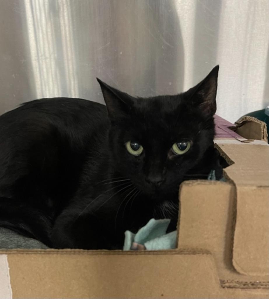 RAYLAN, Adoptable, Adult Female Domestic Short Hair.