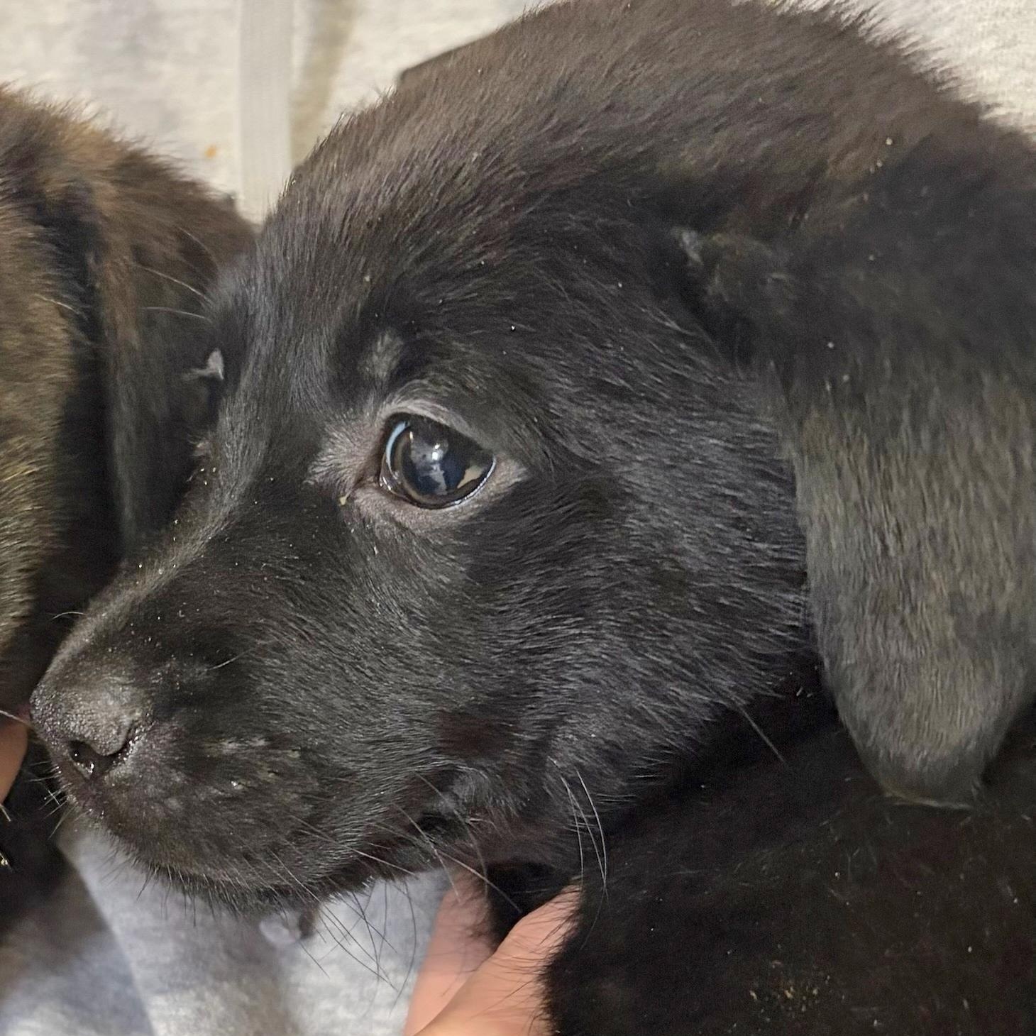 Petunia, adopted, Puppy Female Black Labrador Retriever & Rottweiler.