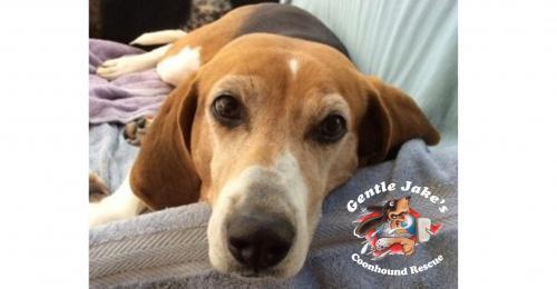 Michigan Foster Homes needed, a Adoptable Coonhound in Plymouth, MI image 1/6
