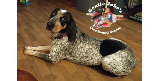 Michigan Foster Homes needed, a Adoptable Coonhound in Plymouth, MI image 2/6
