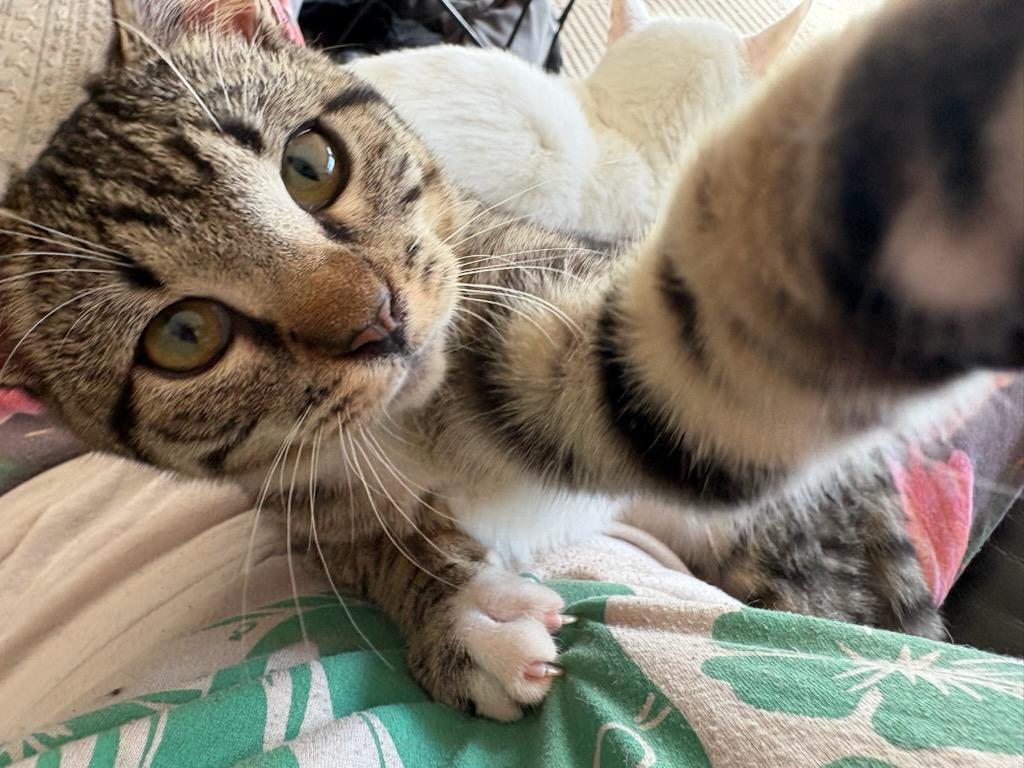 Enlarge Valentino , a Adoptable Domestic Short Hair in Reno, NV image 3/6