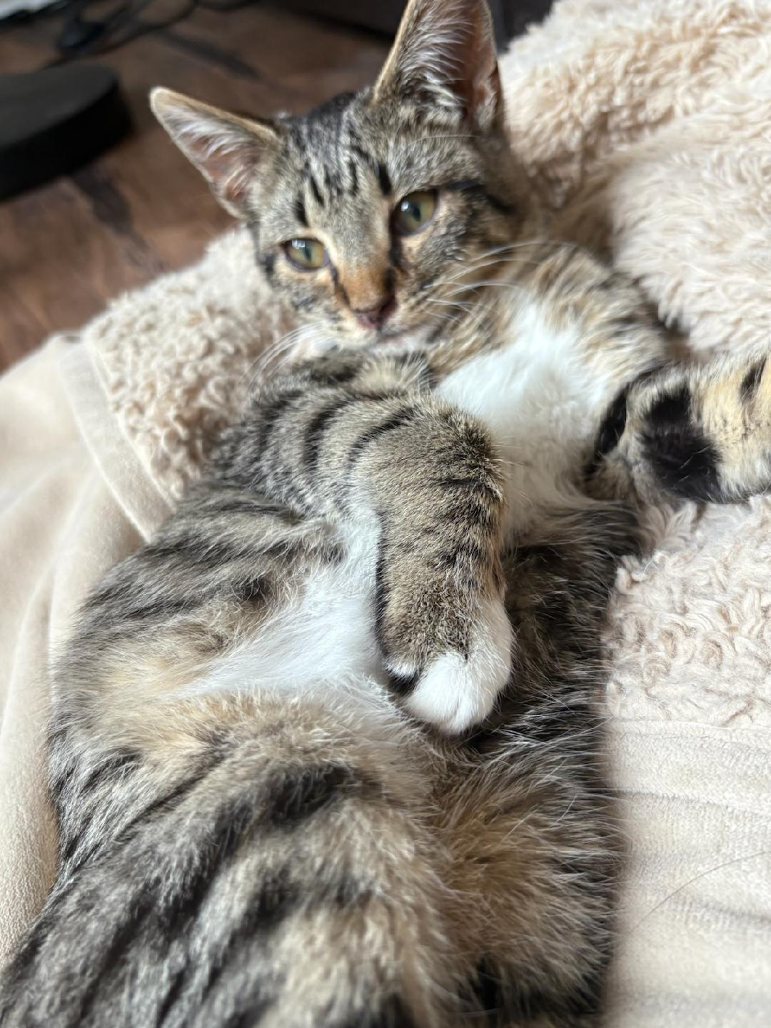 Enlarge Valentino , a Adoptable Domestic Short Hair in Reno, NV image 6/6