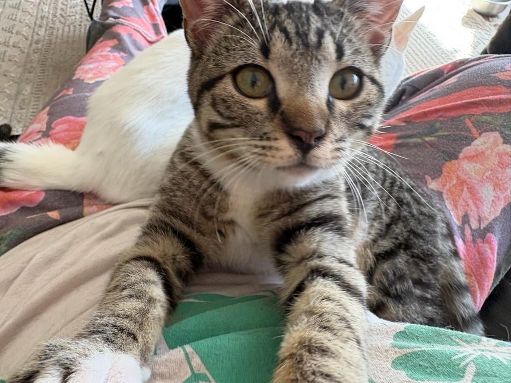 Enlarge Valentino , a Adoptable Domestic Short Hair in Reno, NV image 5/6