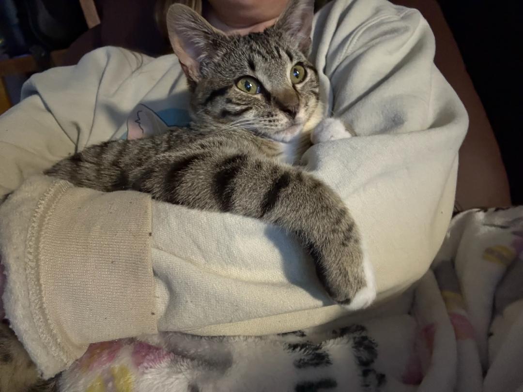 Enlarge Valentino , a Adoptable Domestic Short Hair in Reno, NV image 4/6