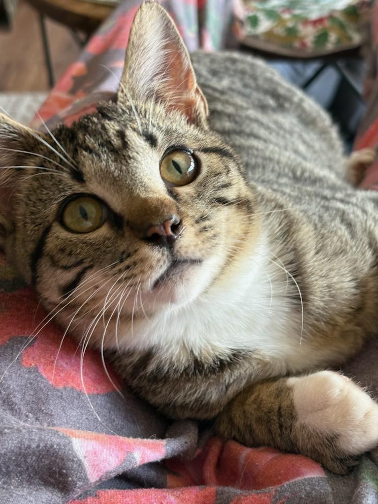 Enlarge Valentino , a Adoptable Domestic Short Hair in Reno, NV image 1/6