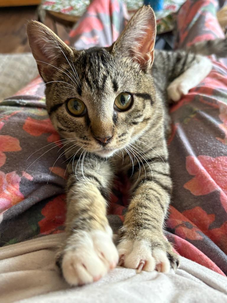 Enlarge Valentino , a Adoptable Domestic Short Hair in Reno, NV image 2/6