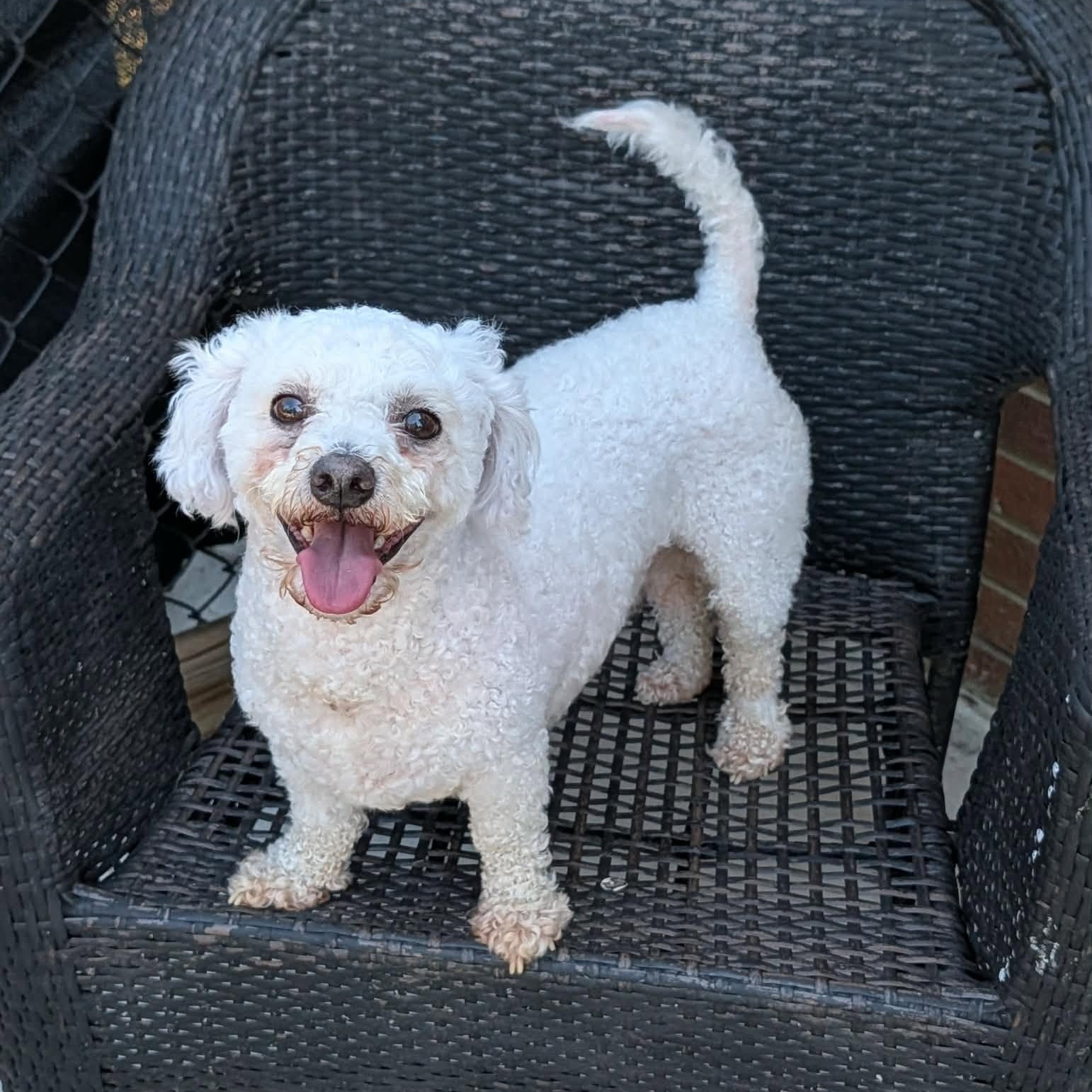 Angel and Benji, Adoptable, Adult Male Miniature Poodle.