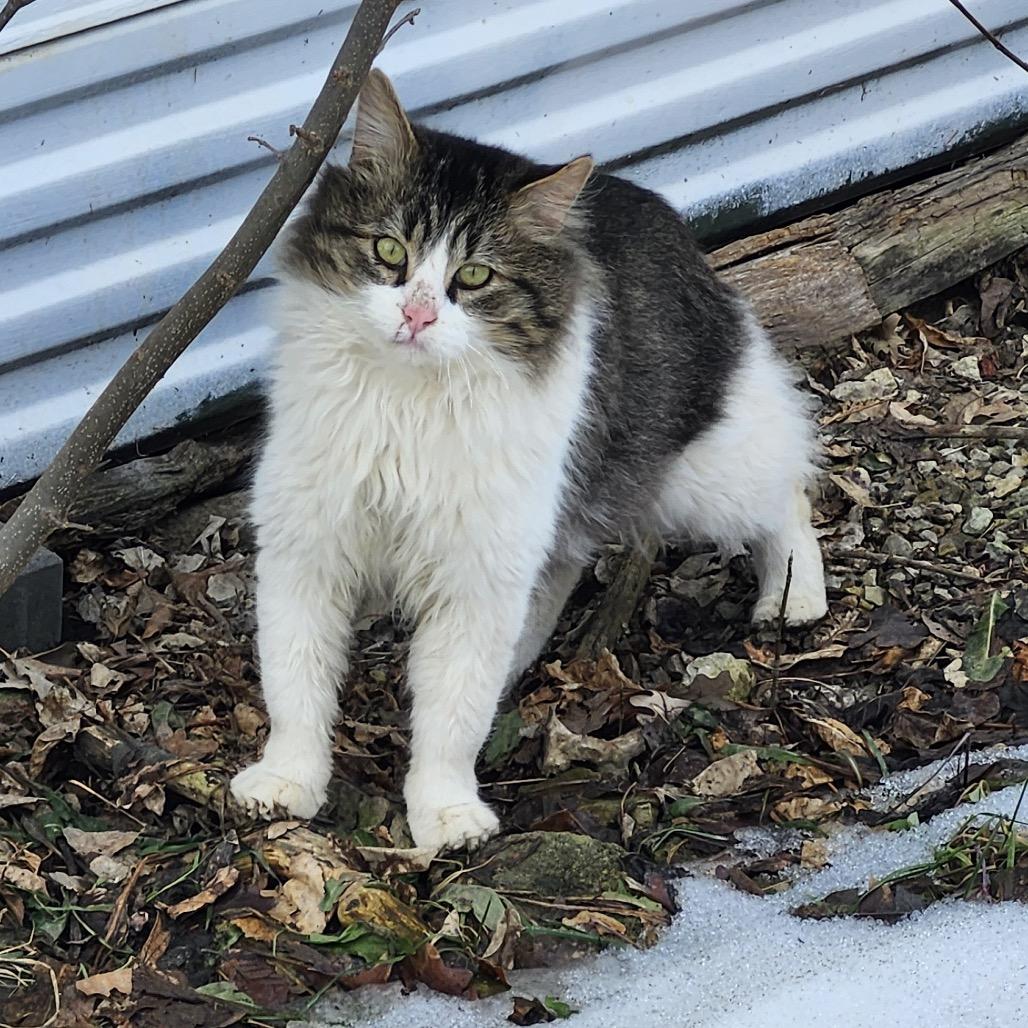 FOUND - SE Rochester, a Adoptable Domestic Long Hair in Rochester, MN image 1/3
