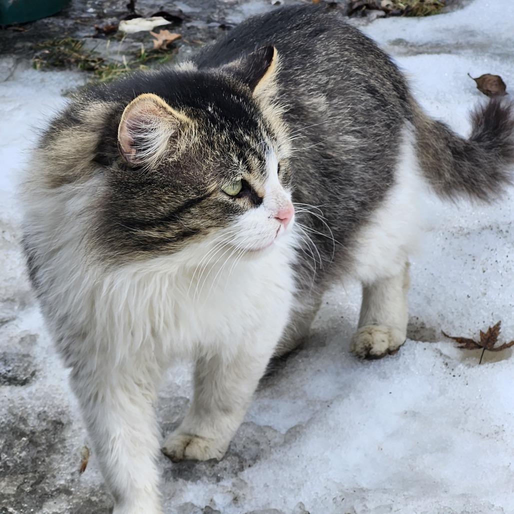 FOUND - SE Rochester, a Adoptable Domestic Long Hair in Rochester, MN image 2/3