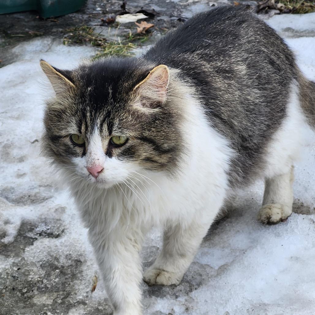 FOUND - SE Rochester, a Adoptable Domestic Long Hair in Rochester, MN image 3/3