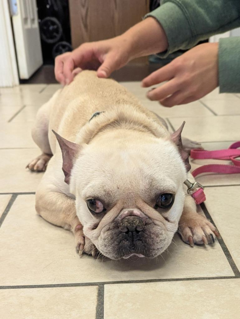Gumbo, Adopted, Adult Male French Bulldog.