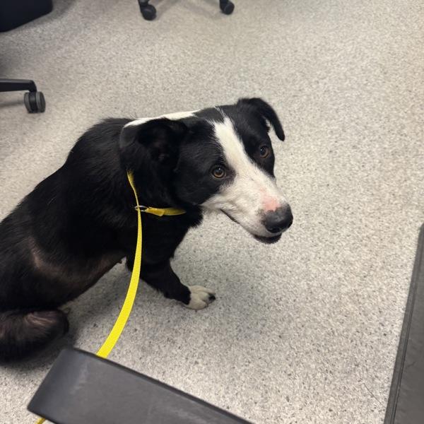 Enlarge Avery, a Adoptable mixed breed in Des Moines, IA image 1/2